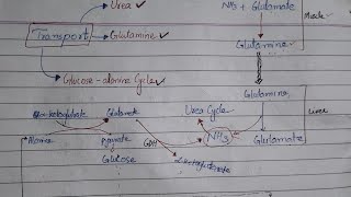 Ammonia metabolism complete and comprehensive explanation Hyperammonemia [upl. by Nike]