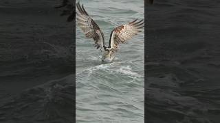 Crazy Osprey almost drowns trying to lift big fish from the ocean bird birds ospreys eagle [upl. by Muir]