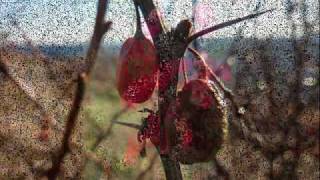 Berberis Vulgaris  berberidaceae [upl. by Aihsenad]