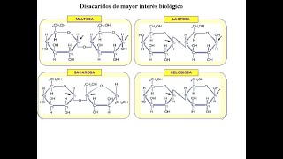 Clase sobre Carbohidratos  Apuntes Teóricos y Prácticos [upl. by Eran]