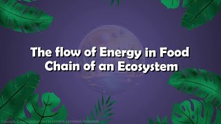 Bio 12  Chapter 25  The flow of Energy in Food Chain of an Ecosystem  Hindi  Urdu [upl. by Ansley966]