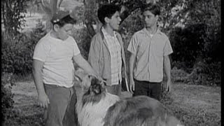 Lassie Episode 102  quotThe Harvestersquot  Season 3 Ep 37  5191957 [upl. by Nalim]