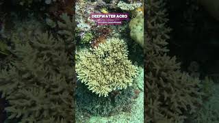 Rarely Seen Deepwater Acropora coral in the wild shorts ocean nature aquarium coral [upl. by Irmgard]