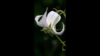 Clematis crispa [upl. by Vashtia964]