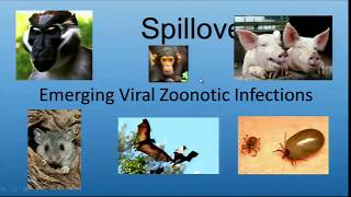 042214 Spillover Emerging Viral Zoonotic Infections [upl. by Gwenn]