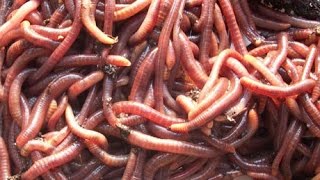 Catch Worms My Way without digging dish soap walnuts electricity etc  Earthworms [upl. by Navets529]