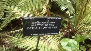 Deciduous Matteuccia Struthiopteris  Its Beauty How To Grow  Ostrich Fern [upl. by Sutniuq671]