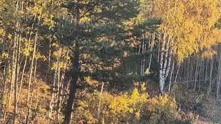 Fall in the Forest  Sweden  Tullinge  Stockholm  Nature Relaxation HD 1080P  NiVanta Films [upl. by Euqinomad]