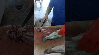 filleting and extracting valuable trout eggs fishcutting [upl. by Lenoyl]