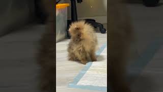 шпиц шпицуля померанскийщпиц spitz puppy щенок puppydog puppylife spitzdog spitzpuppy [upl. by Fransisco]