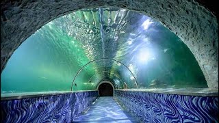 Marine world 🔥trending aquarium world bigestfish viralshot travel marineworld [upl. by Nickelsen959]