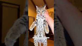 Rescue a baby bobcat animalshorts shortvideo animalrescue [upl. by Ahsekad]