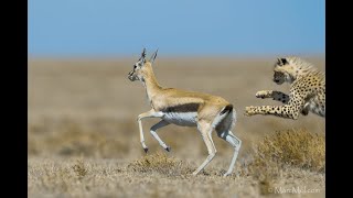 Training Day A Cheetah mum takes down a Thompsons Gazelle for her son [upl. by Airdnola147]