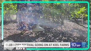 Annual Blueberry Festival at Keel Farms [upl. by Ahsieket]