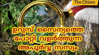 ഉറുമ്പ് സൈന്യത്തെ പോറ്റി വളർത്തുന്ന അപൂർവ്വ സസ്യംbullhornacacia acacia botanical [upl. by Ayimat633]