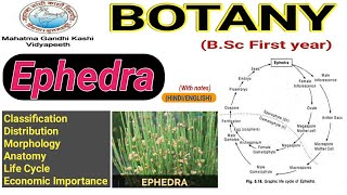 EphedraMorphologyAnatomyLife Cycle of Ephedra [upl. by Stanhope]