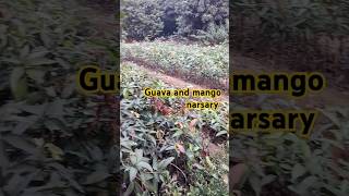 Guava and mango narsary shorts bagh nature fruits fruit guava mango narsary agriculture [upl. by Nivonod]