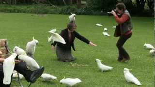 Cockatoos Botanic Garden  Sydney [upl. by Lemieux]