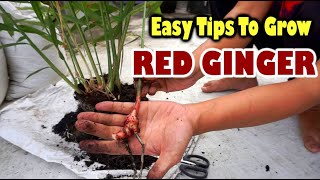 How to Growing Red Ginger From Ginger Plant  Tips to Divide Ginger Plants  Better home amp Garden [upl. by Dranyer]