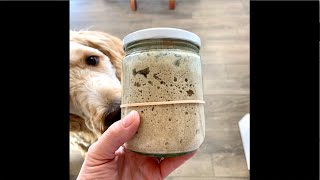 Easy Sourdough Starter Recipe [upl. by Mikah]