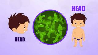 Head  Human Body Parts  Pre School  Animated Videos For Kids [upl. by Margarette]