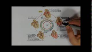 Cardiac cycle [upl. by Naicad974]