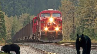 Trains and Bears on Rogers Pass [upl. by Okiman]