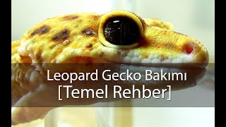 Leopard Gecko Bakımı  Temel Rehber [upl. by Swen771]