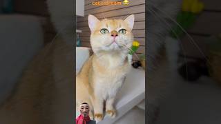 cats dream 😂cat cats funny shorts [upl. by Akerdnuhs]