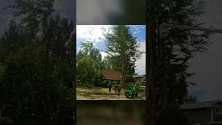 Tree worker TIMELAPSE [upl. by Anomer]