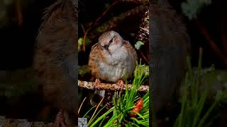 Dunnock singing Jernspurv sang Heckenbraunelle gesang Heggenmus geluid Järnsparv shorts عصفور الشوك [upl. by Eenet687]