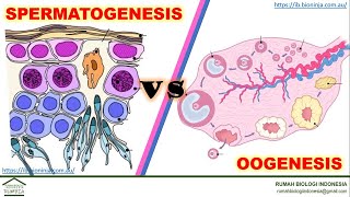 Materi Biologi  Zoologi  Anatomi dan Fisiologi  Perbedaan Spermatogenesis dan Oogenesis [upl. by Danuloff]