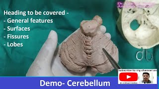 Cerebellum I Neuroanatomy Human I FullDemo I DrVibhash Vaidya [upl. by Rist]