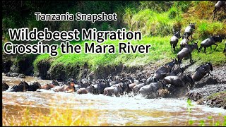 Tanzania Wildebeest Migration Crossing the Mara River August 1516 2023 [upl. by Henryetta]