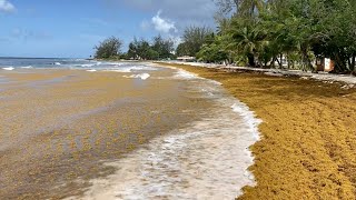 Barbados  Accra beach aka Rockley  Seaweed infestation problem [upl. by Ynwat]