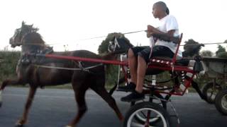 caballos andadores en cuba 2012 [upl. by Fiorenze25]