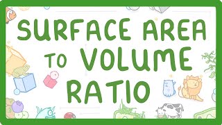 GCSE Biology  Surface Area to Volume Ratio [upl. by Lemuela231]