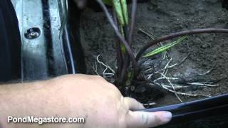 Planting a Hardy Waterlily properly Planting Pond Plants Water Gardening Help [upl. by Peterus406]