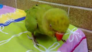 Parrot playing angry bird [upl. by Maitilde414]