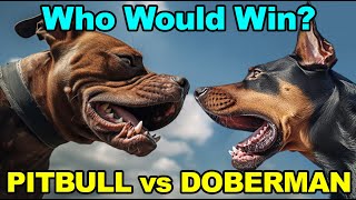 Pit Bull vs Doberman [upl. by Attolrac]