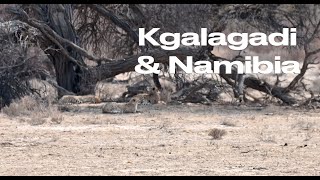 Kgalagadi amp Namibia Part 3 Nossob to Twee Rivieren [upl. by Yemac47]