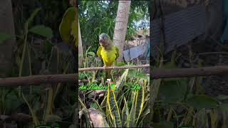 El Loro 🦜 Confunde a Daniela 😱 humor loro funny risas parati comedy fyp shorts comedia [upl. by Dyane957]