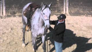 Bridling the really hard to bridle horse that is 171 hands high [upl. by Metsky]