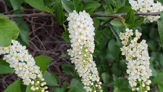 Noxious or Native Common buckthorn Rhamnus cathartica and Chokecherry Prunus virginiana [upl. by Wadleigh]