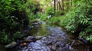 Waterfall Gentle Stream Sound in forest 247 Waterfall Sounds Flowing Water White Noise for Sleep [upl. by Hana]