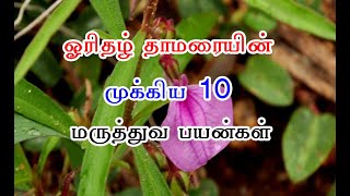 ஓரிதழ் தாமரையின் முக்கிய 10 மருத்துவ பயன்கள்  Orithal Thamarai benefits In Tamil [upl. by Aehta238]