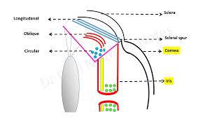 Introduction to the cholinergic system [upl. by Etnuahc]