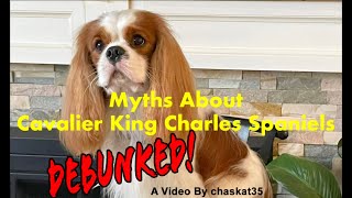 Myths About Cavalier King Charles Spaniels  Debunked [upl. by Zipnick]