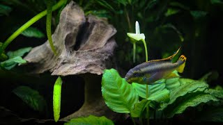 Anubias Flower Blooms in the Planted Aquarium [upl. by Fuchs437]