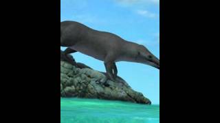 Whale Walked in desert in Rajasthanshortvideos shorts interestingfacts [upl. by Barn152]